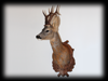 capriolo
